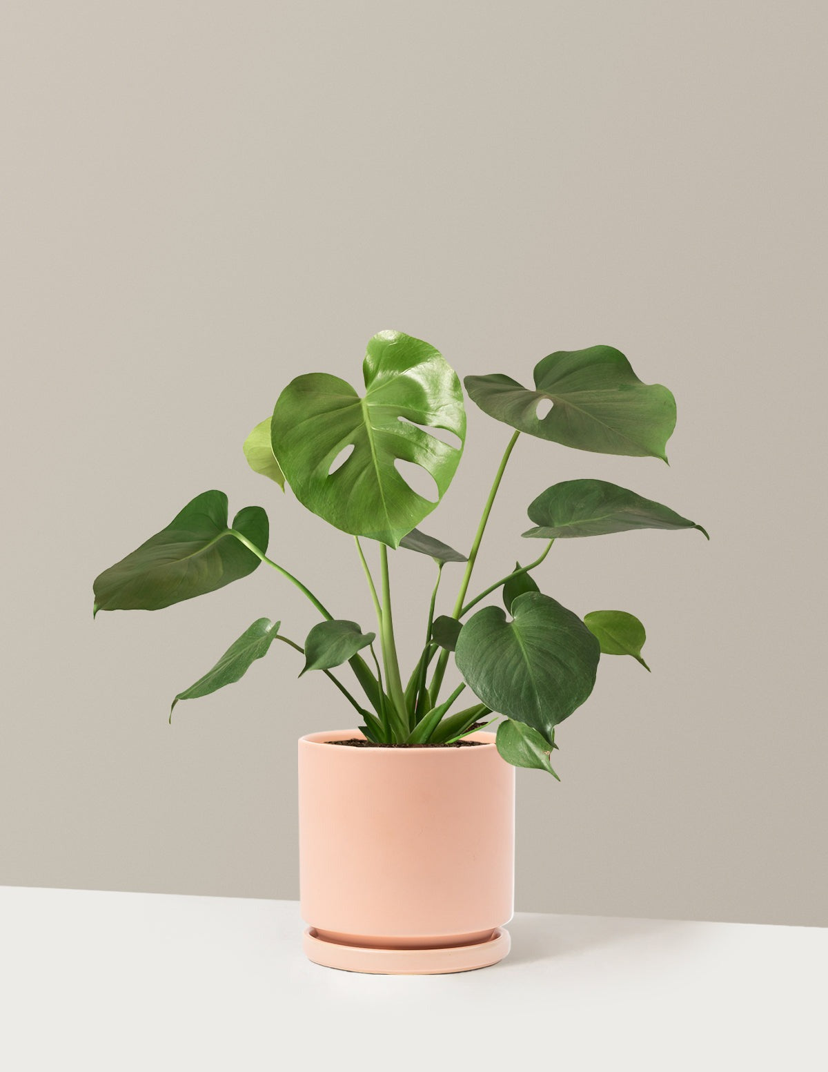Monstera Deliciosa