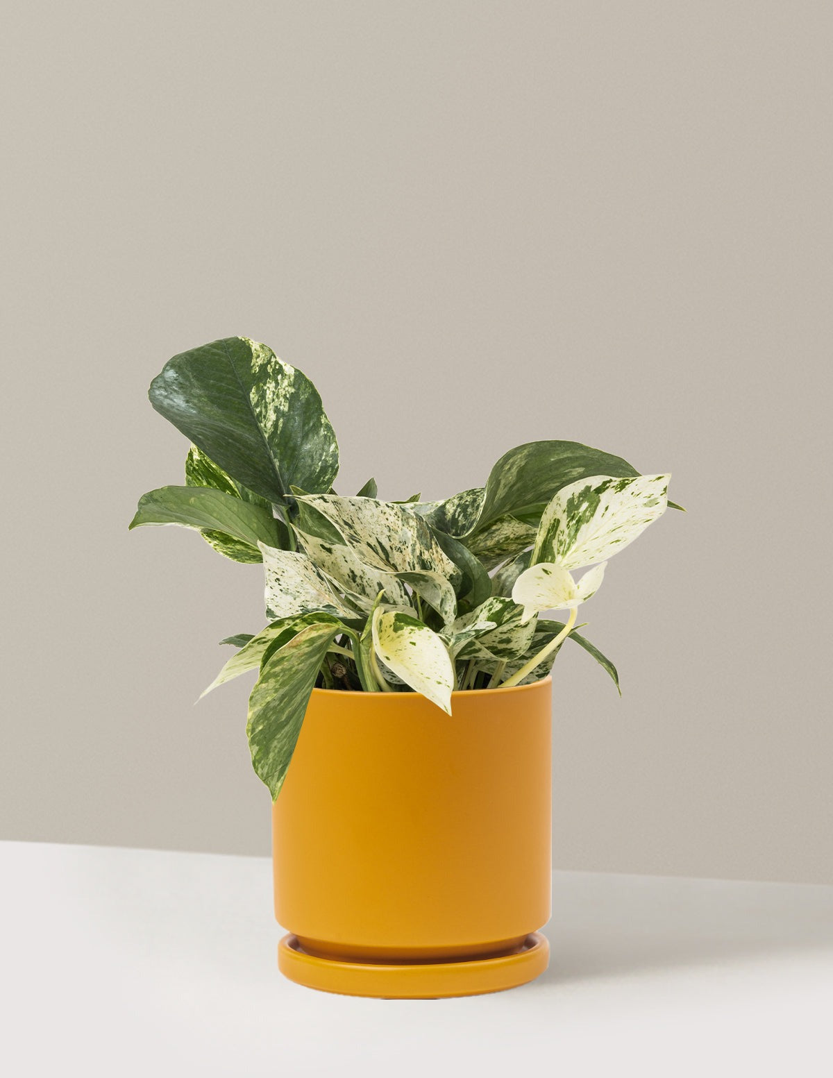 Pothos Marble Queen