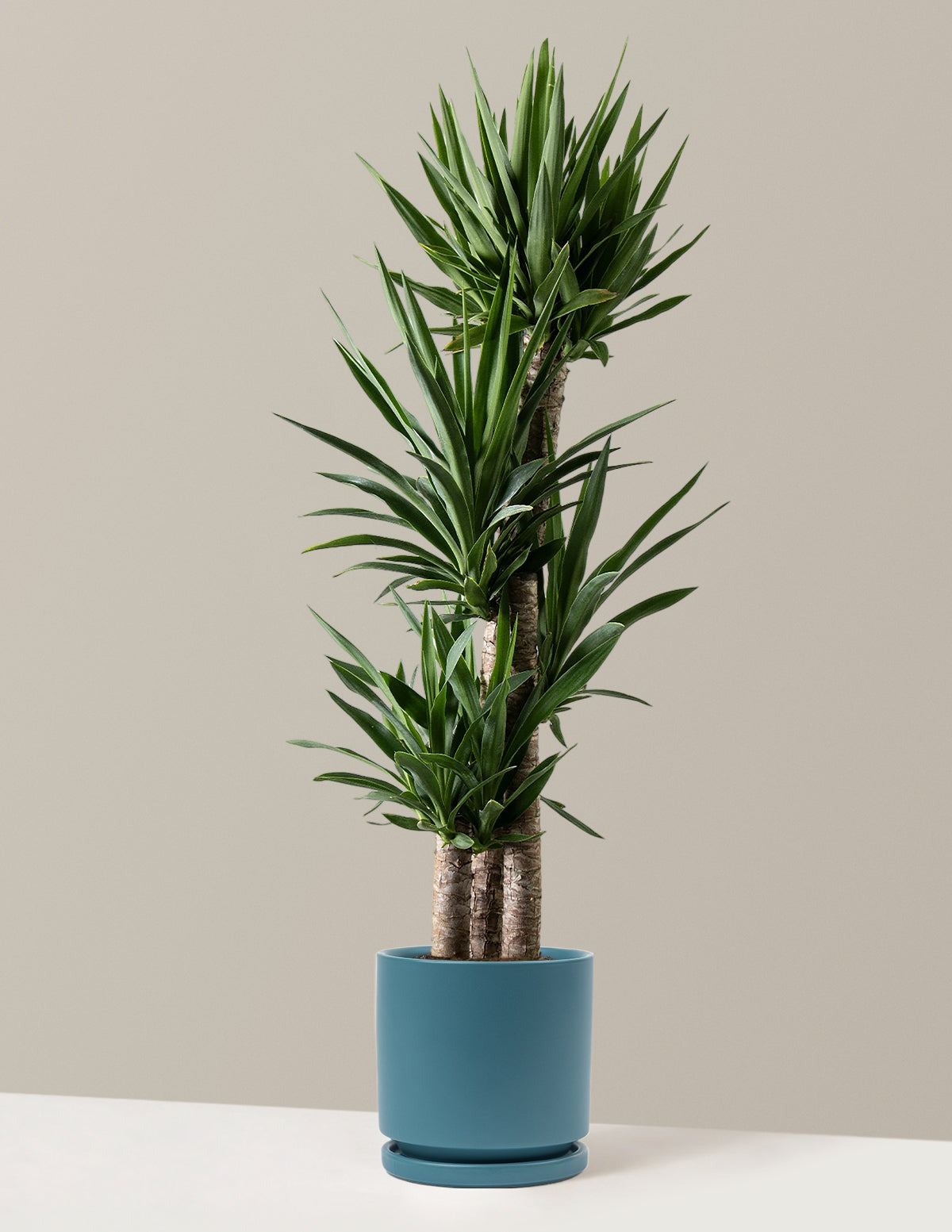 Yucca Plant Multi Stem