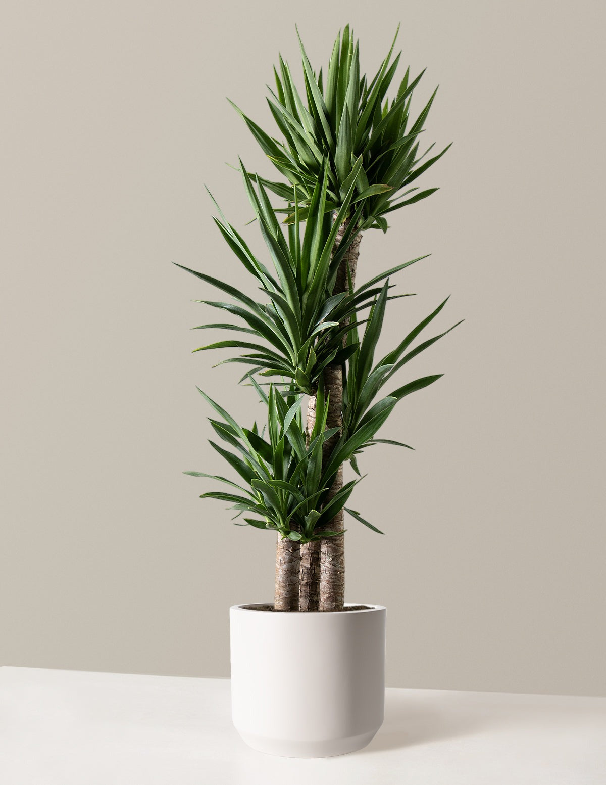 Yucca Plant Multi Stem