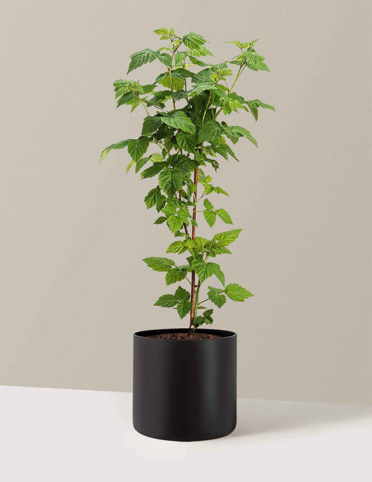 Nova Red Raspberry Plant