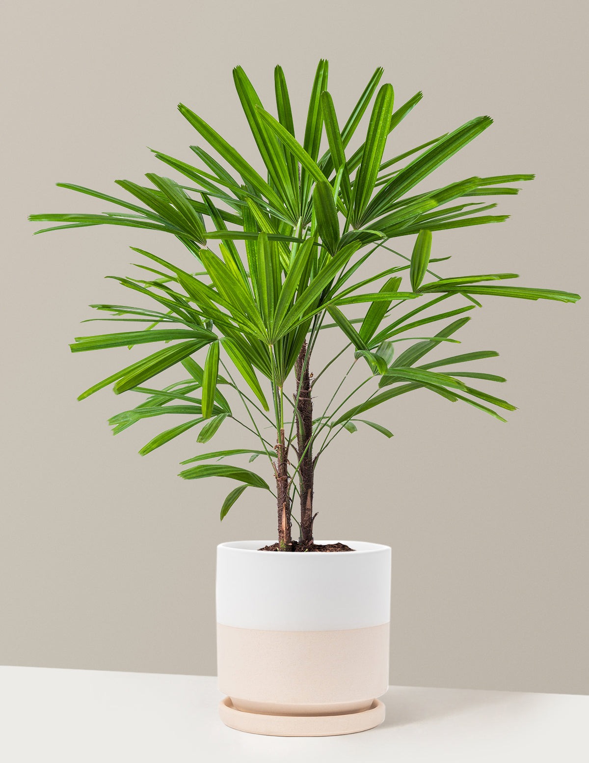 Large Lady Palm