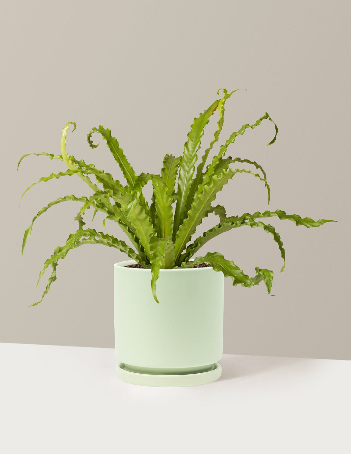 Bird's Nest Fern