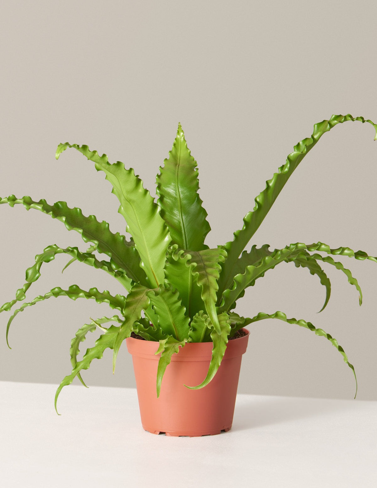 Bird's Nest Fern