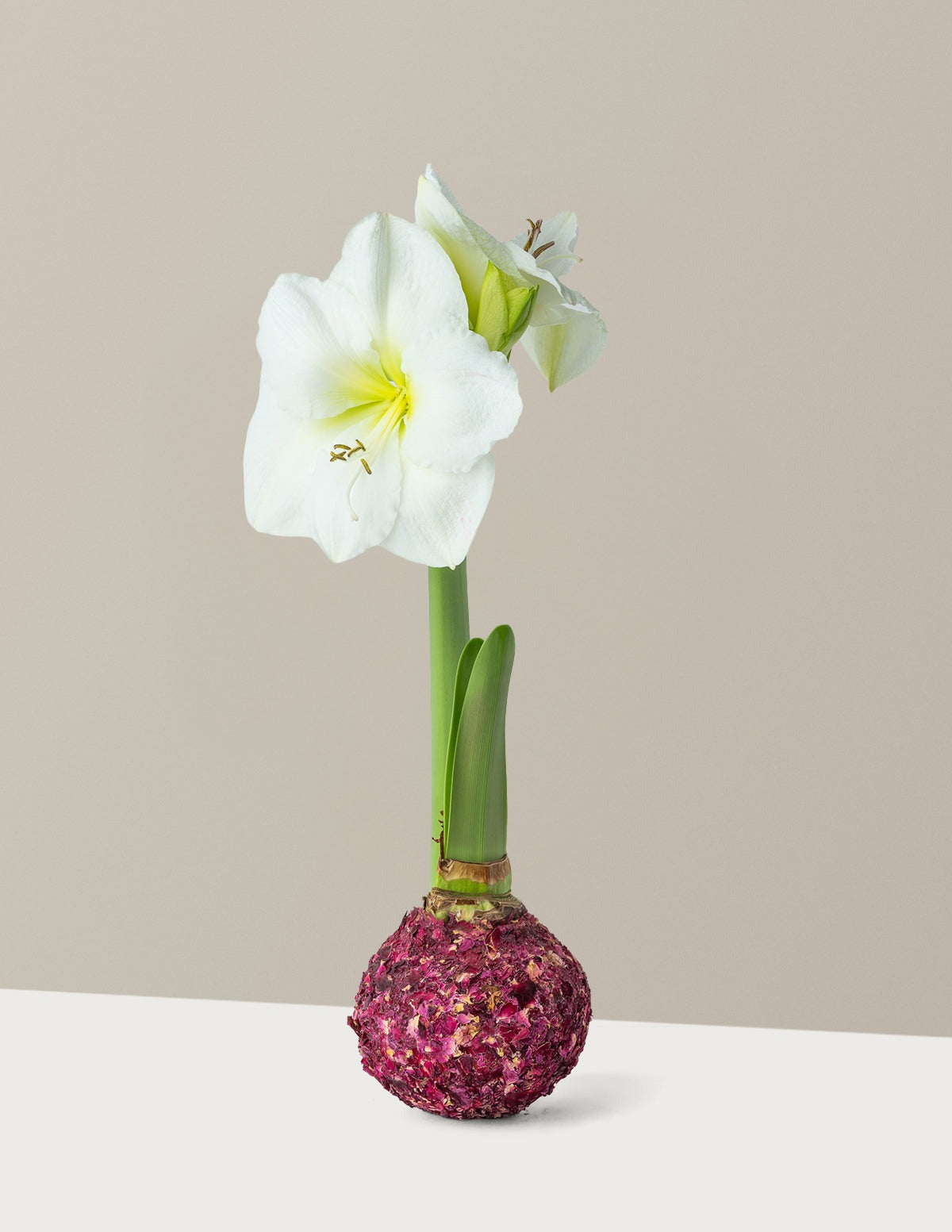 Waxed Amaryllis Bulb
