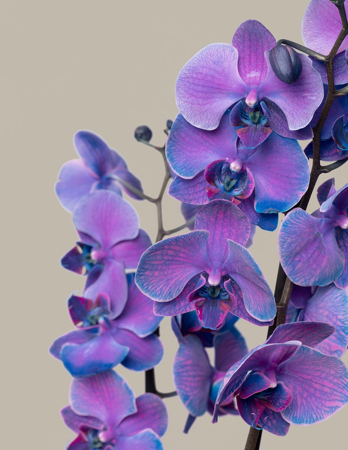 Dark Purple Watercolor Orchid