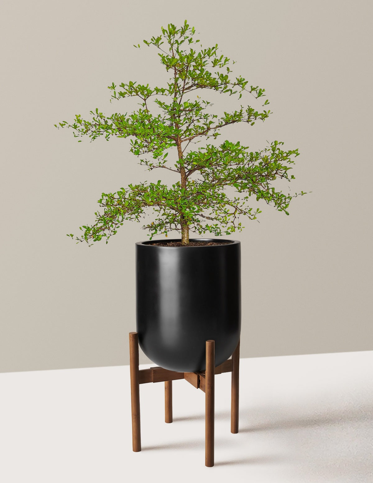 Black Olive Tree