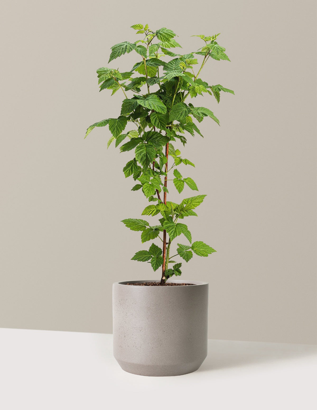Nova Red Raspberry Plant