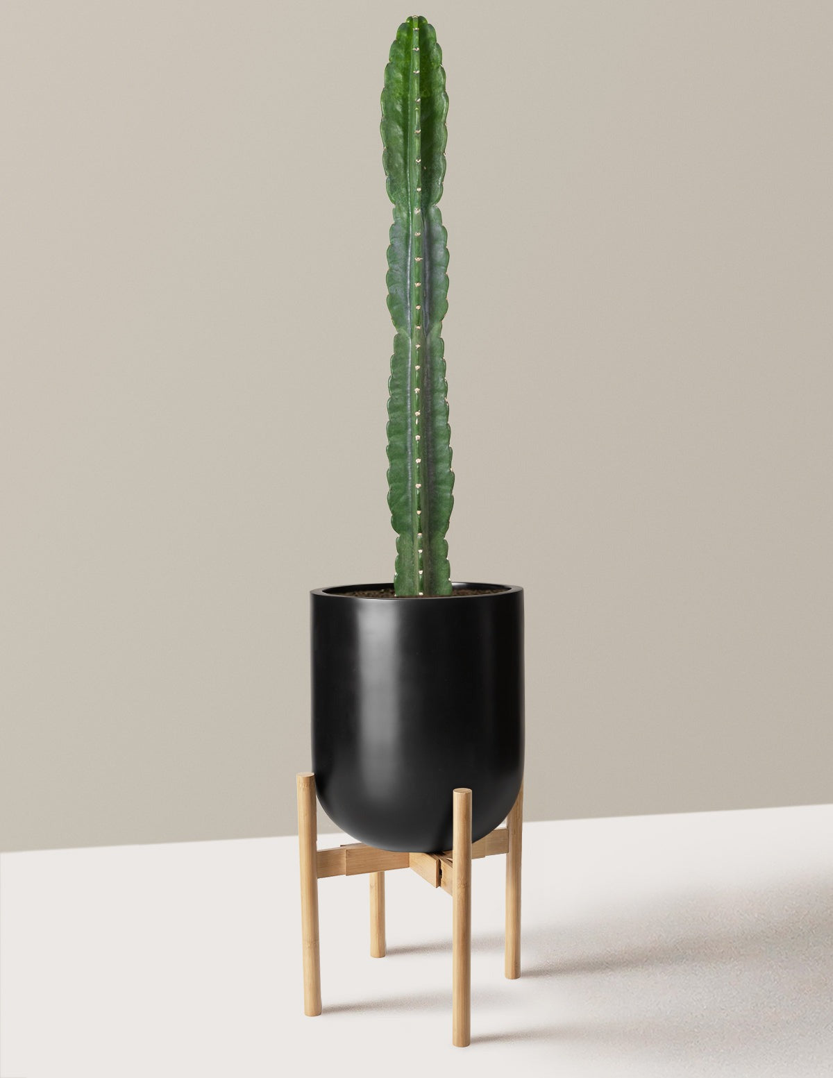 Cuddly Cactus