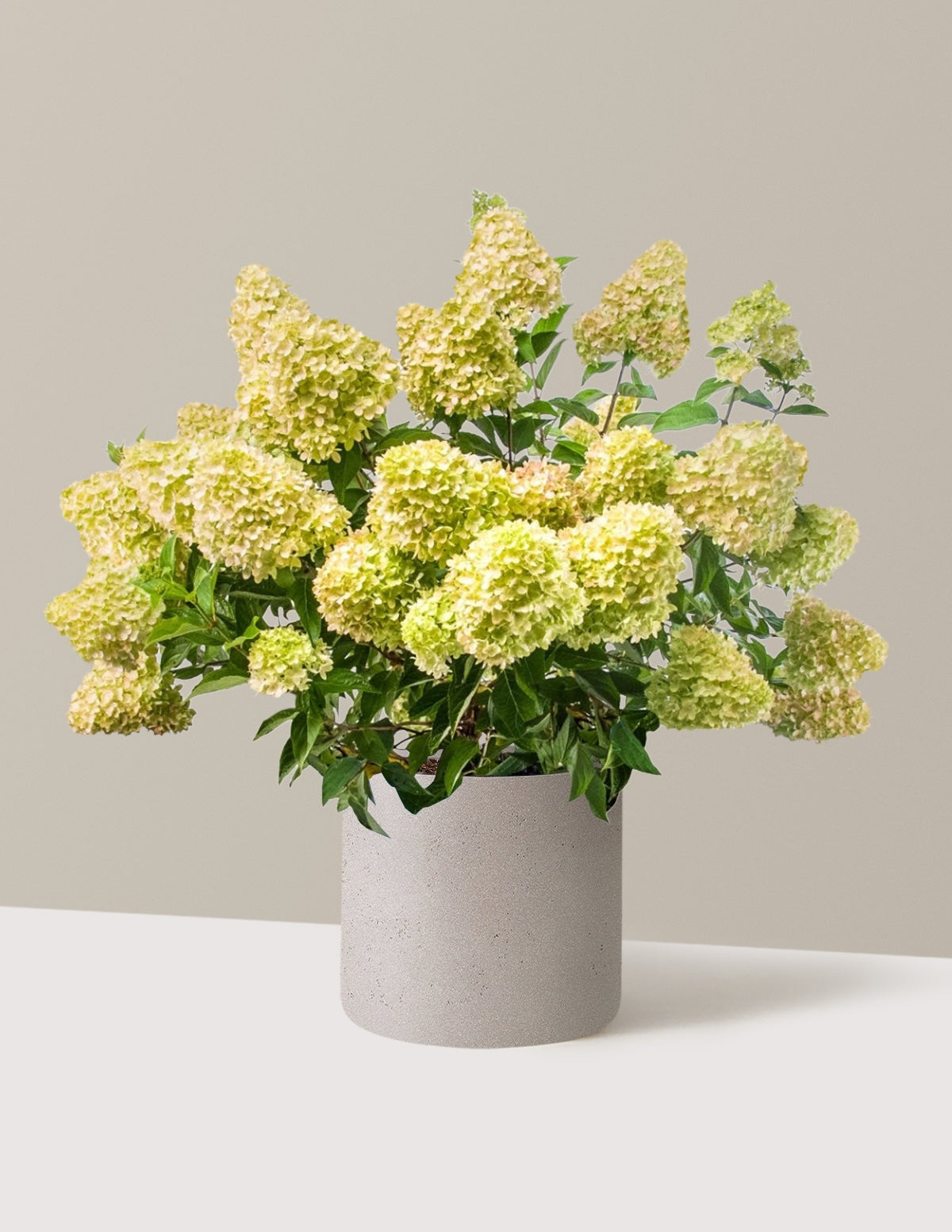 Dragon BabyTM Hydrangea
