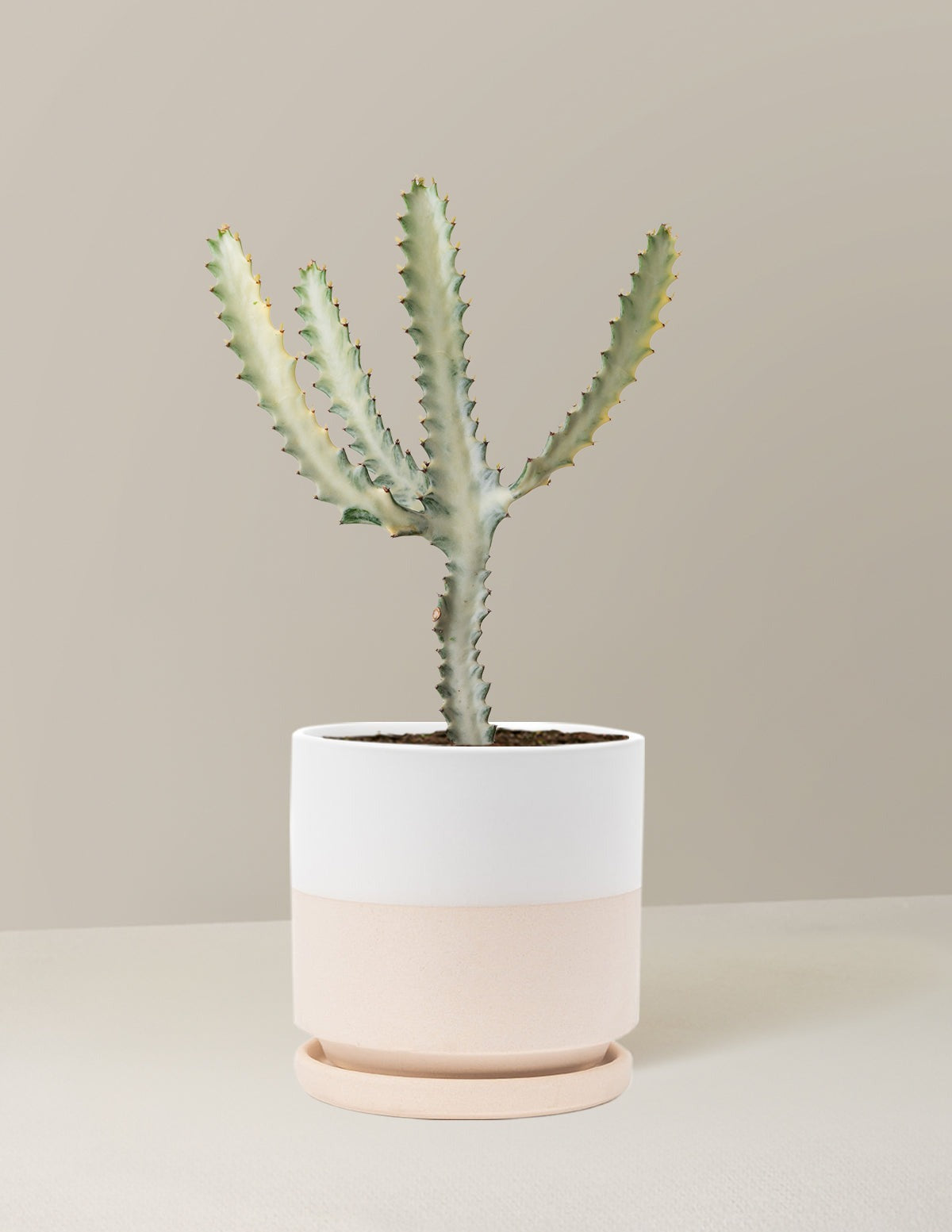 Euphorbia White Ghost