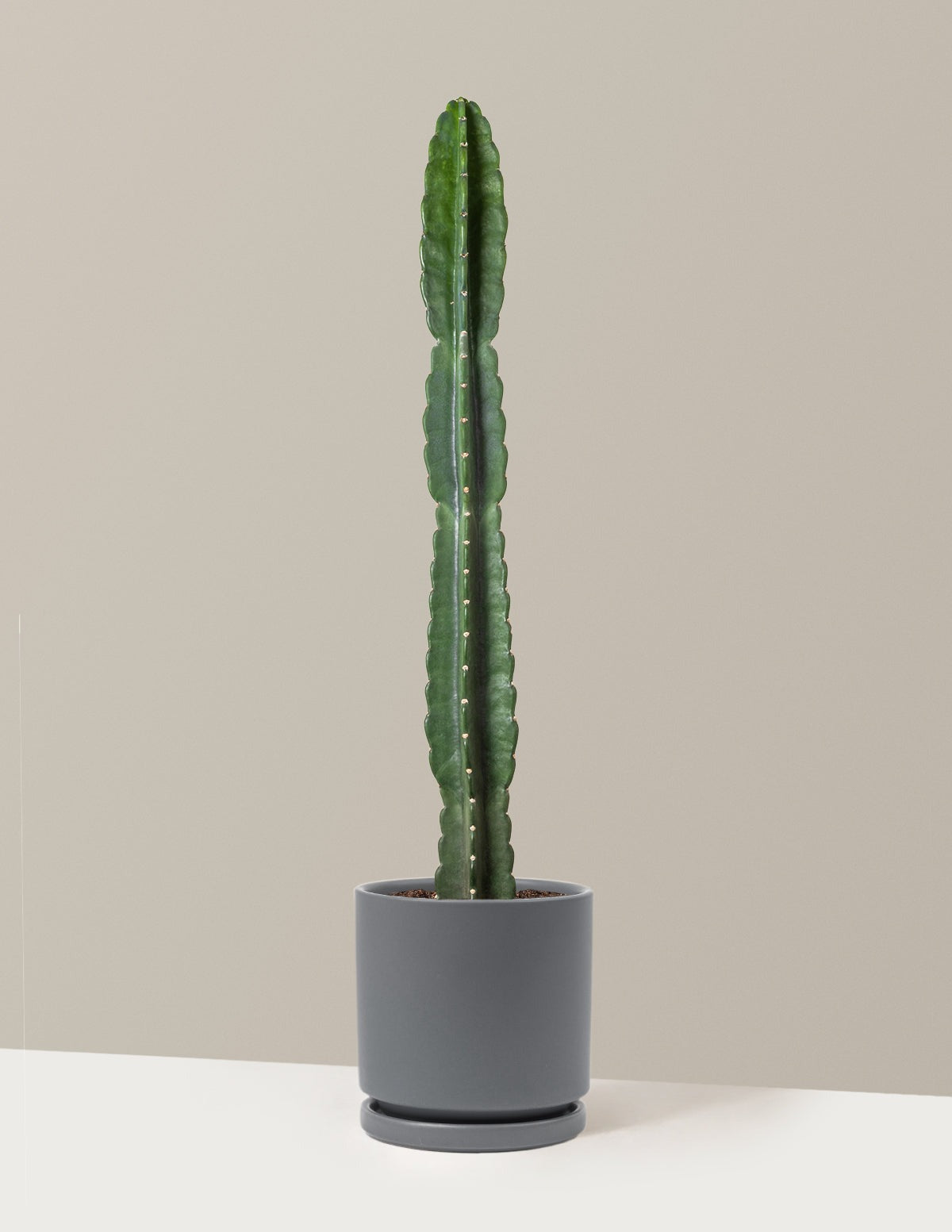 Cuddly Cactus