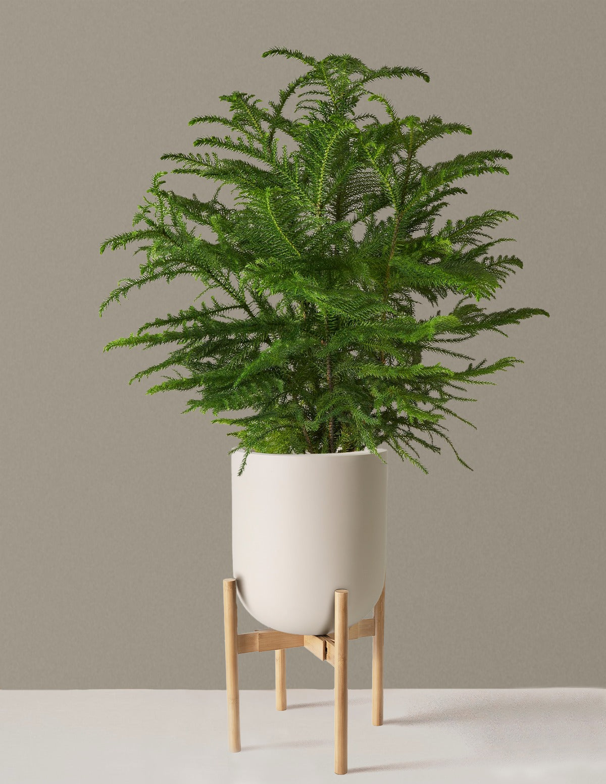 Norfolk Island Pine
