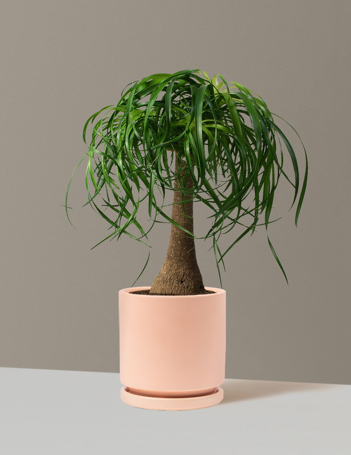 Ponytail Palm