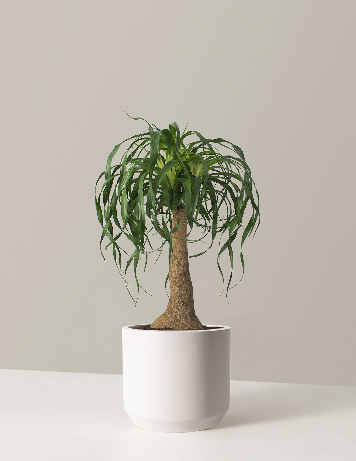 Ponytail Palm