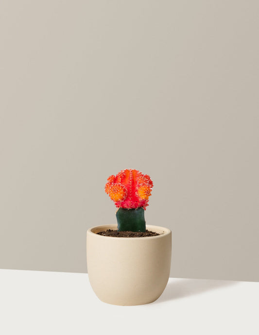 Moon Cactus