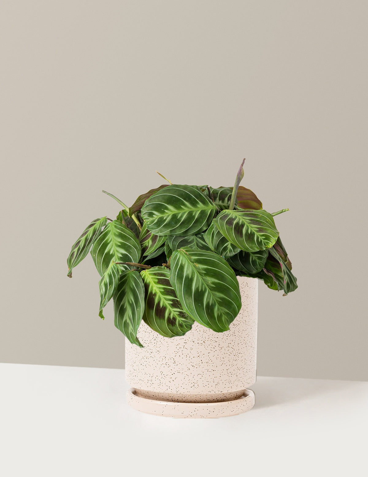 Black Prayer Plant