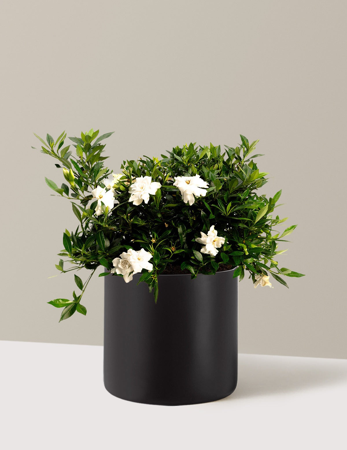 Radicans Gardenia