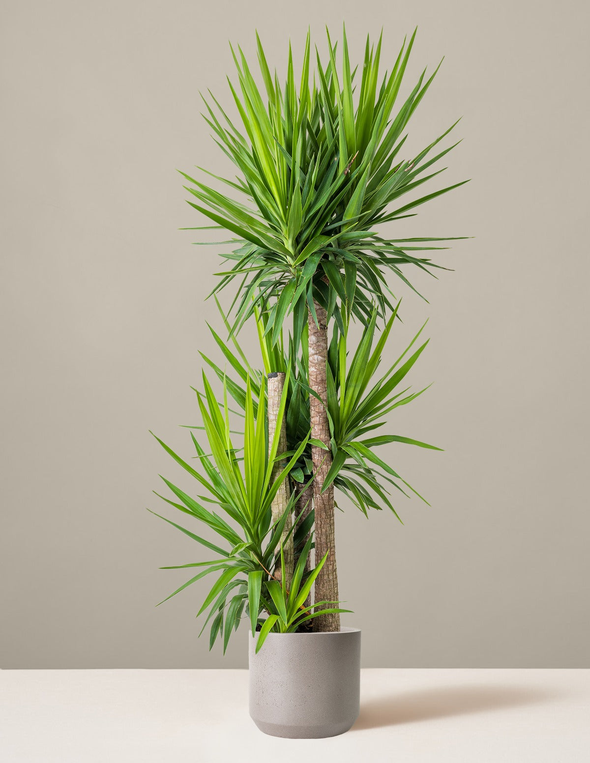 Yucca Plant Multi Stem