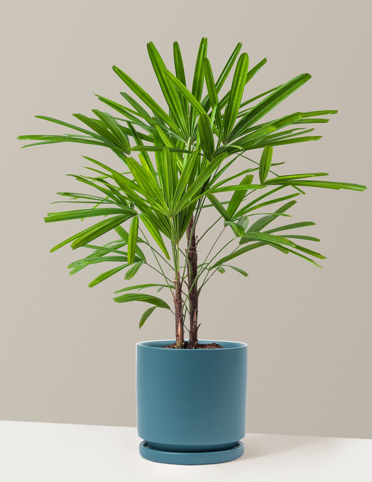 Large Lady Palm