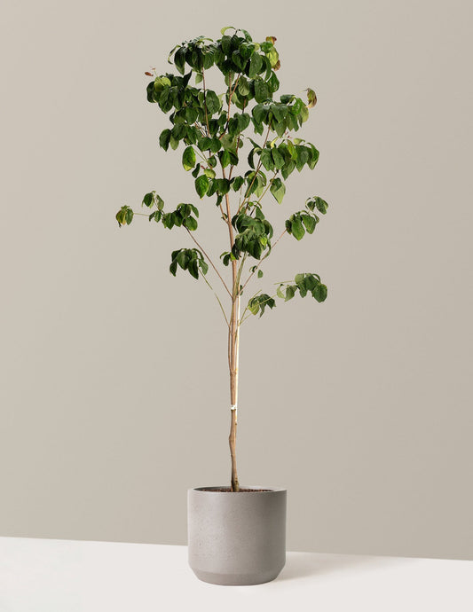 Cherokee Brave Pink Dogwood