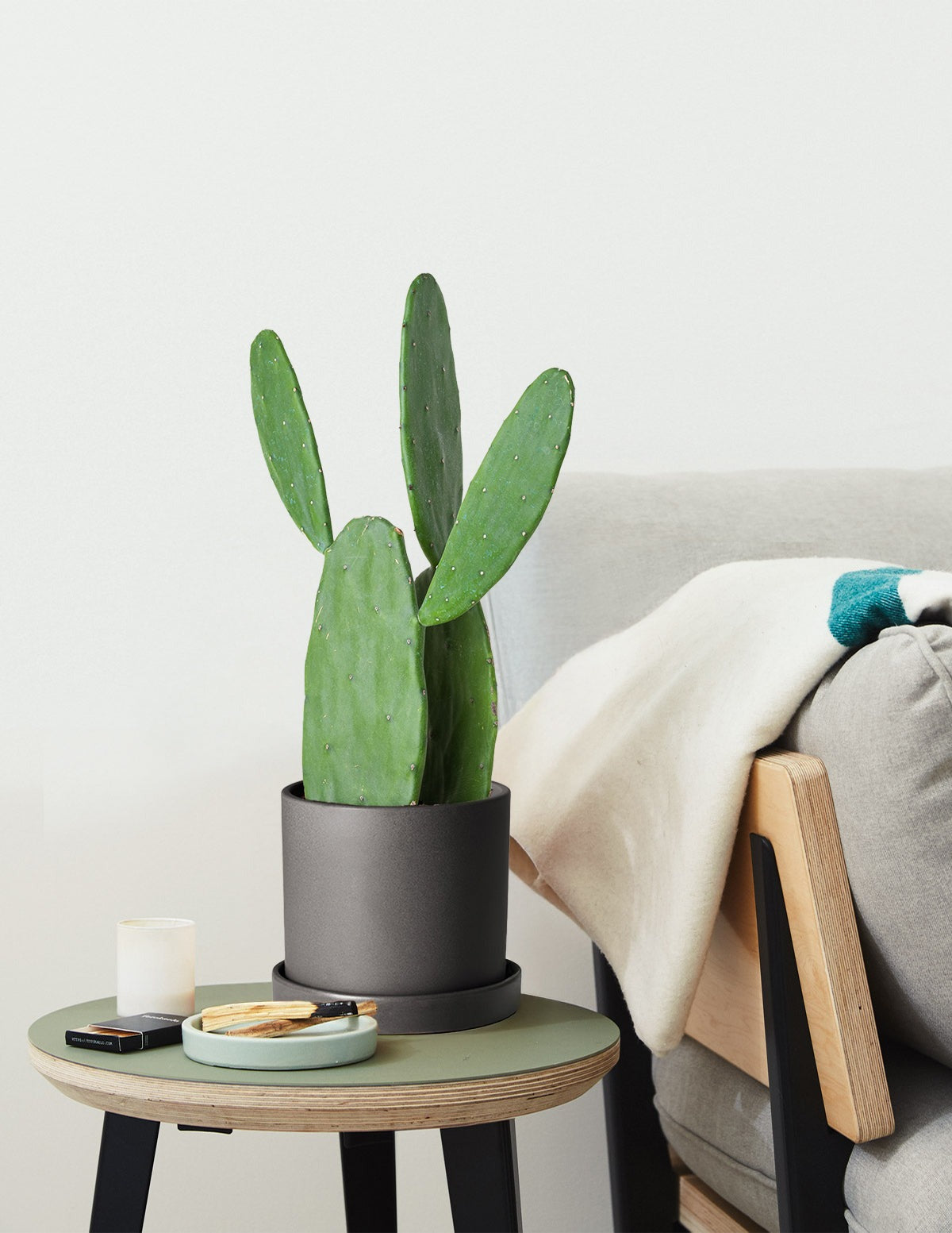 Prickly Pear Cactus