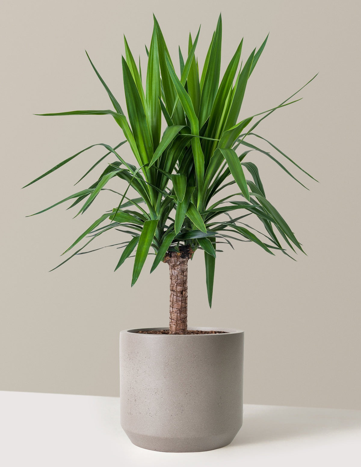 Yucca Plant Single Stem