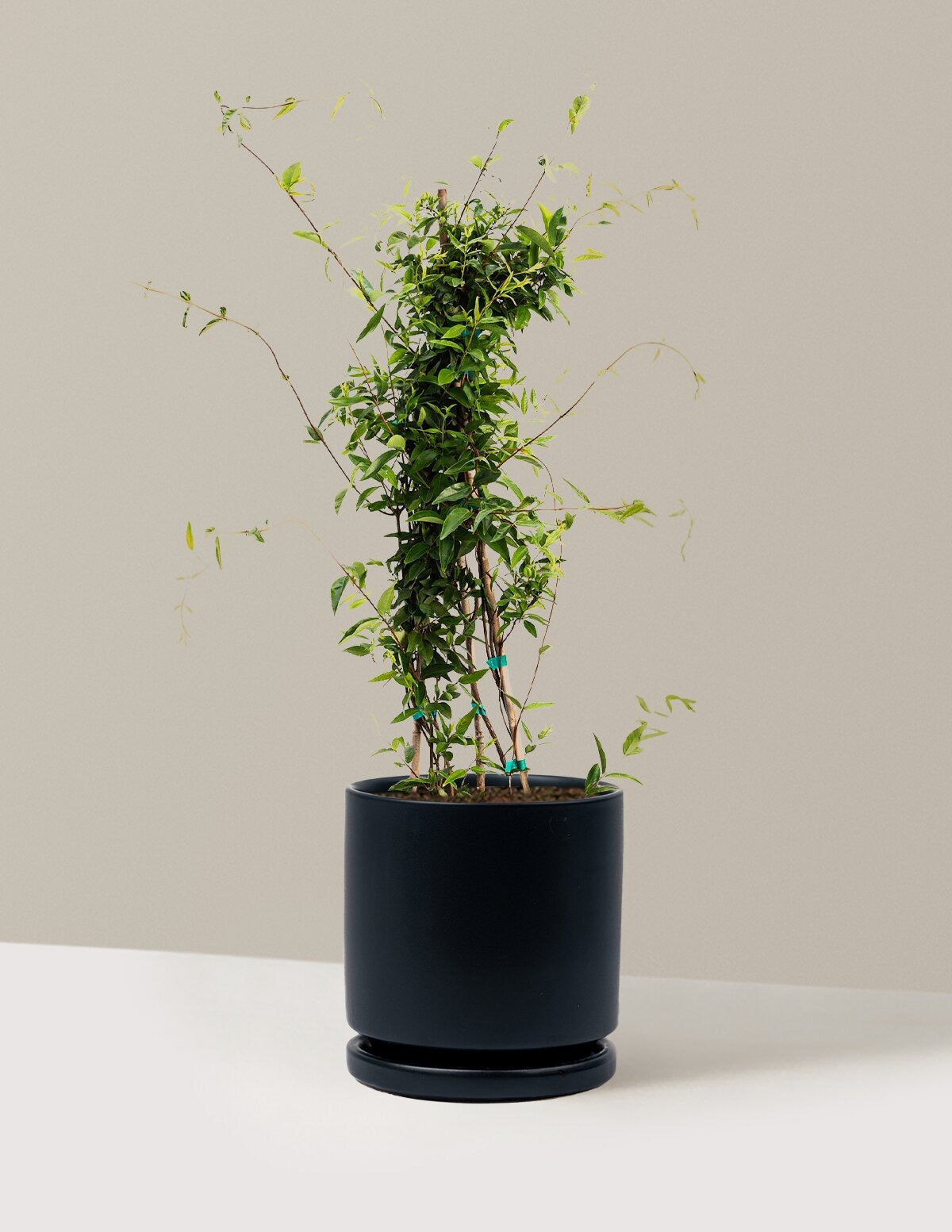 Carolina Jasmine