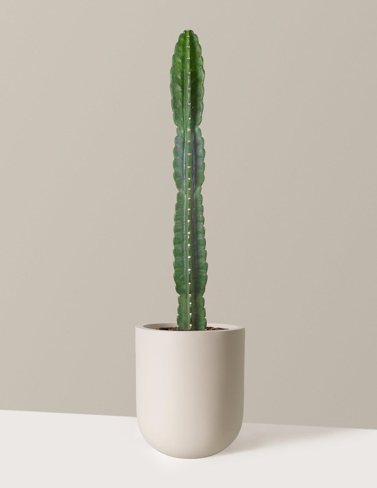 Cuddly Cactus