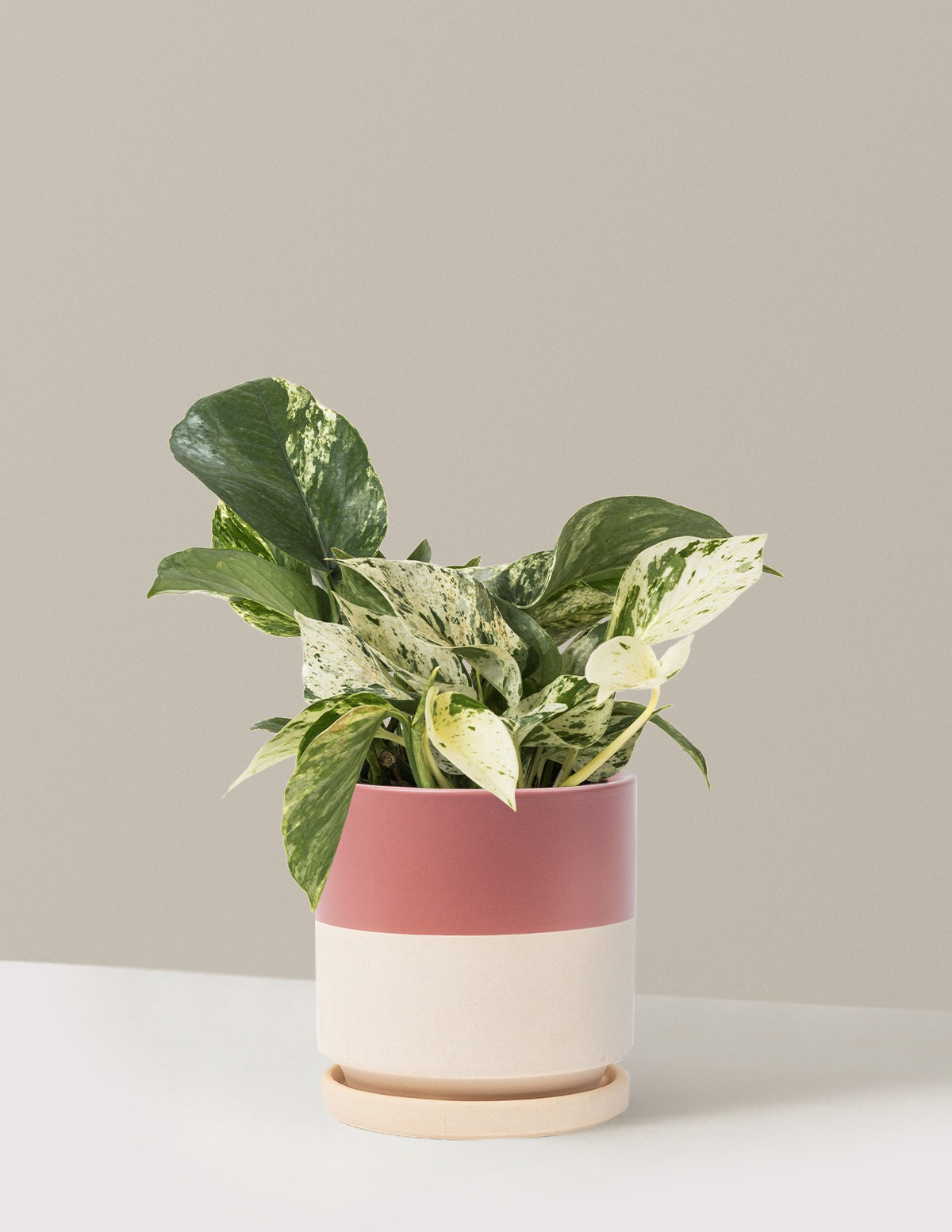 Pothos Marble Queen