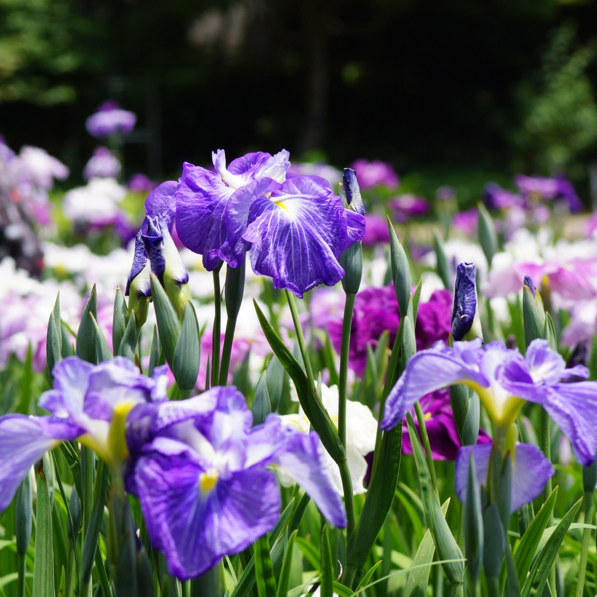 Cascade Spice Japanese Iris