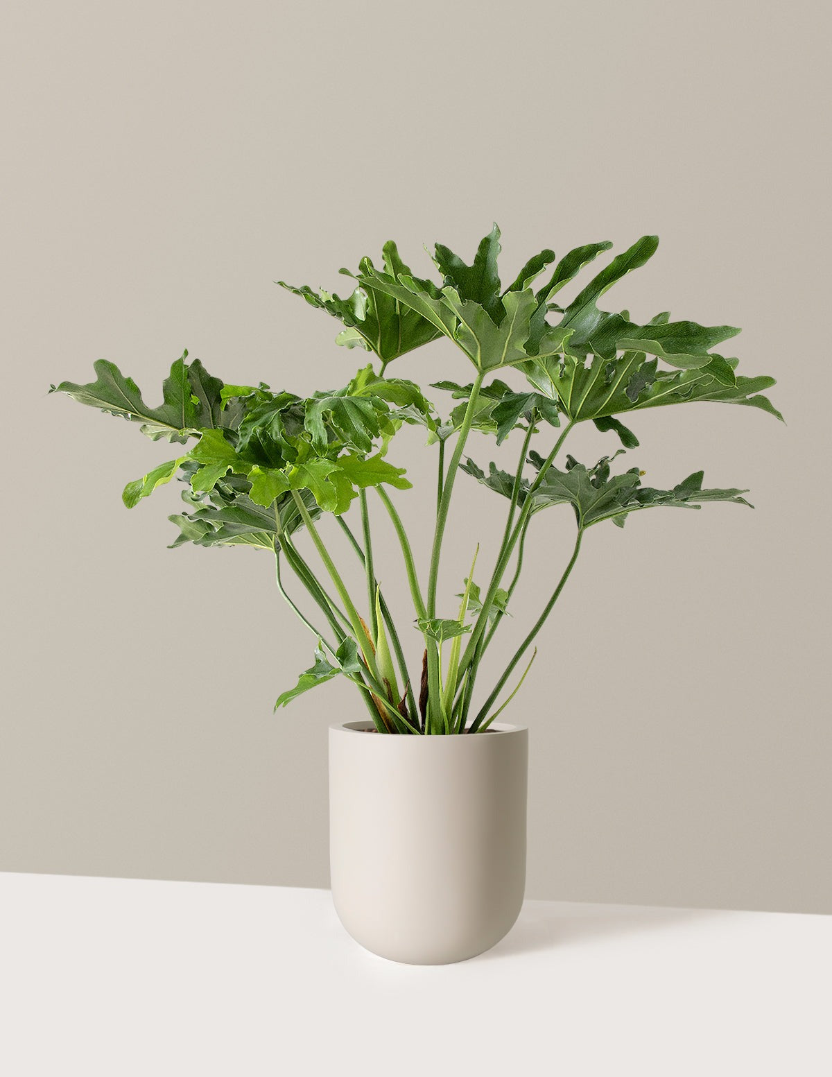 Large Philodendron Selloum Hope