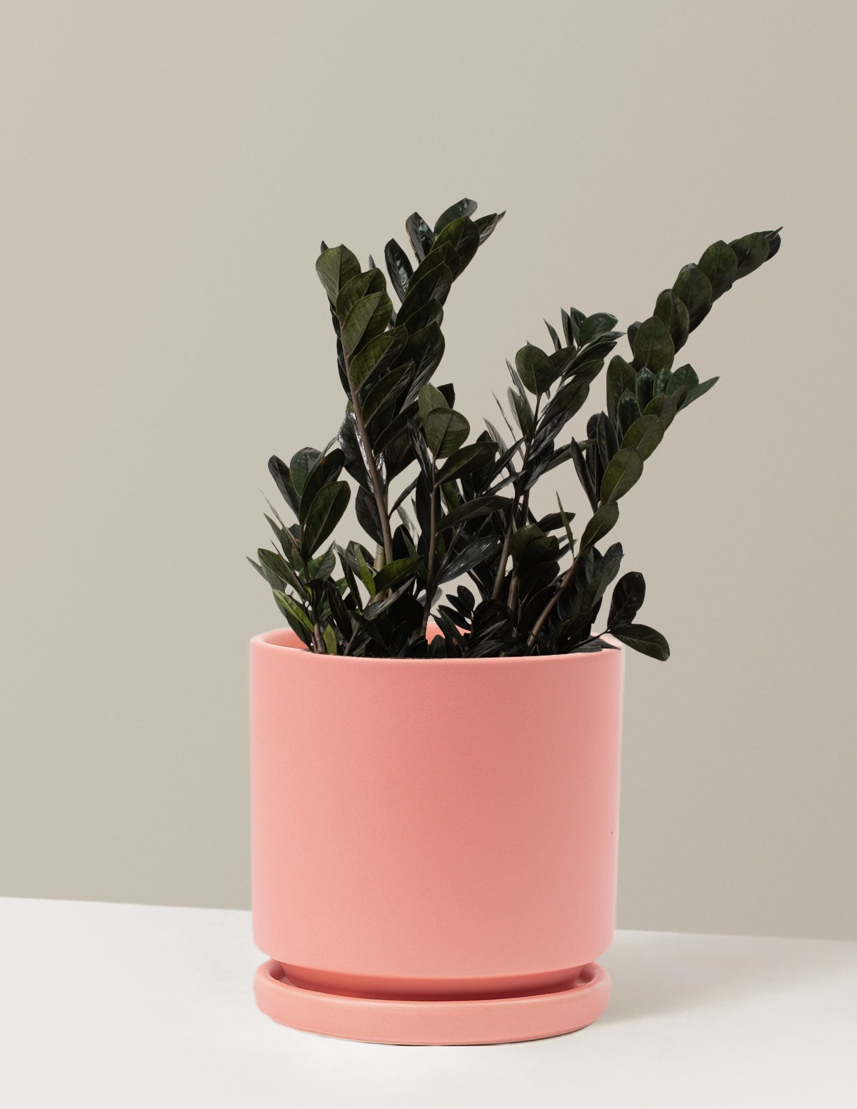 Black ZZ Plant