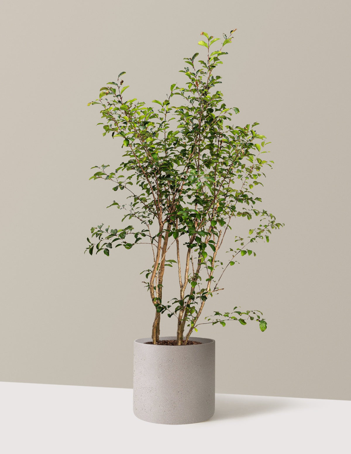 Tuscarora Crapemyrtle