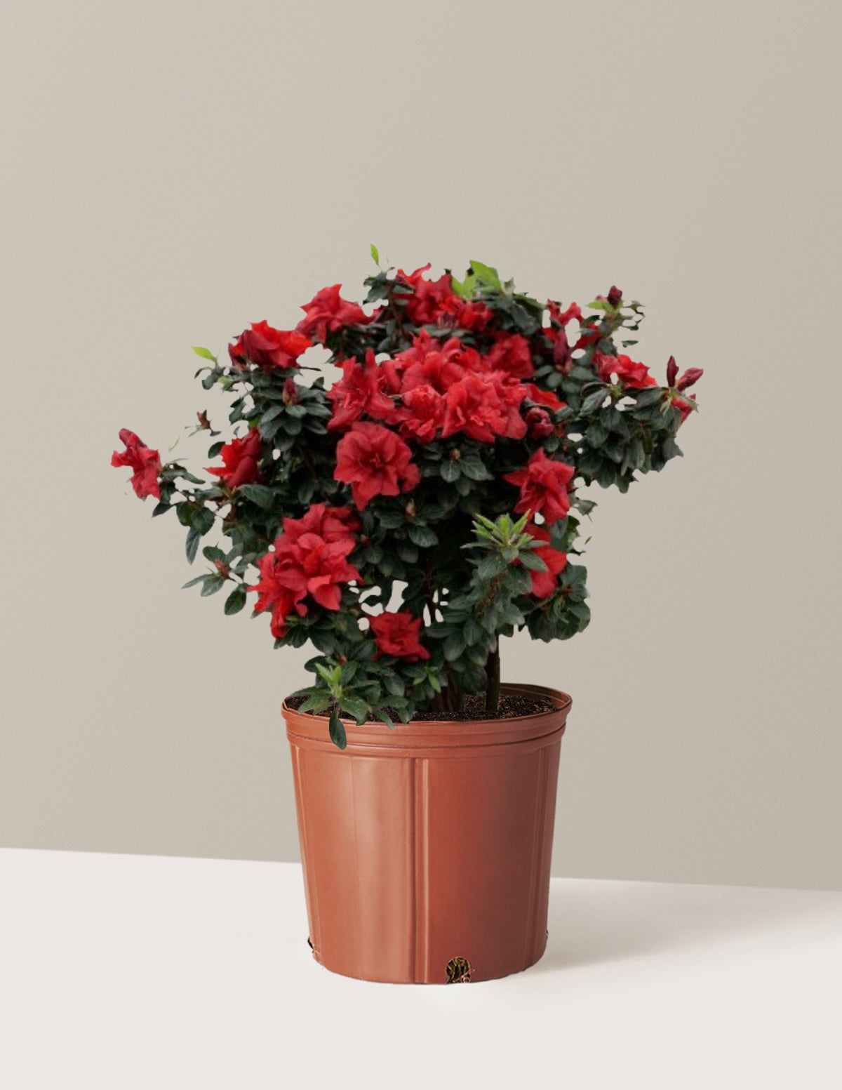 Ever AfterTM Ruby Azalea
