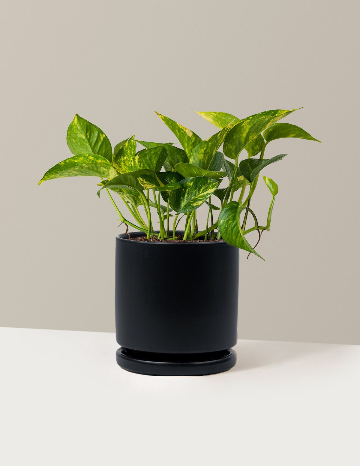 Golden Pothos
