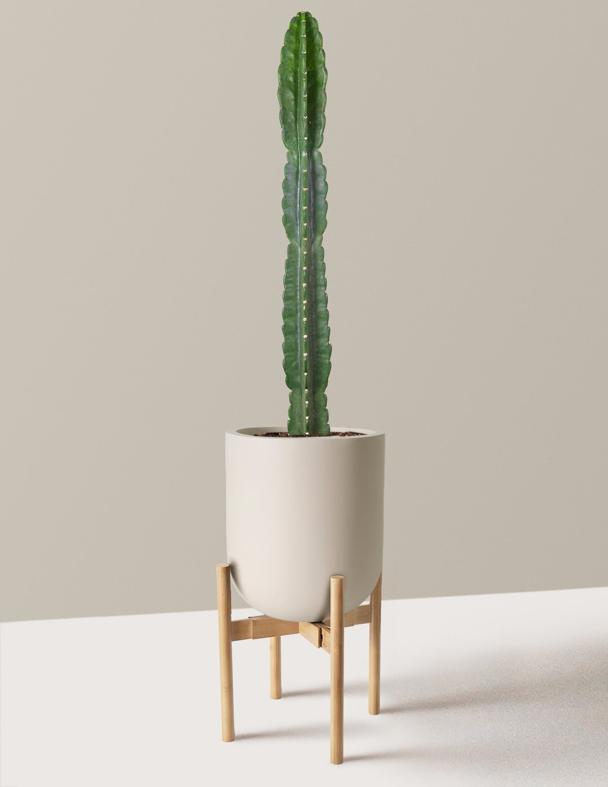 Cuddly Cactus