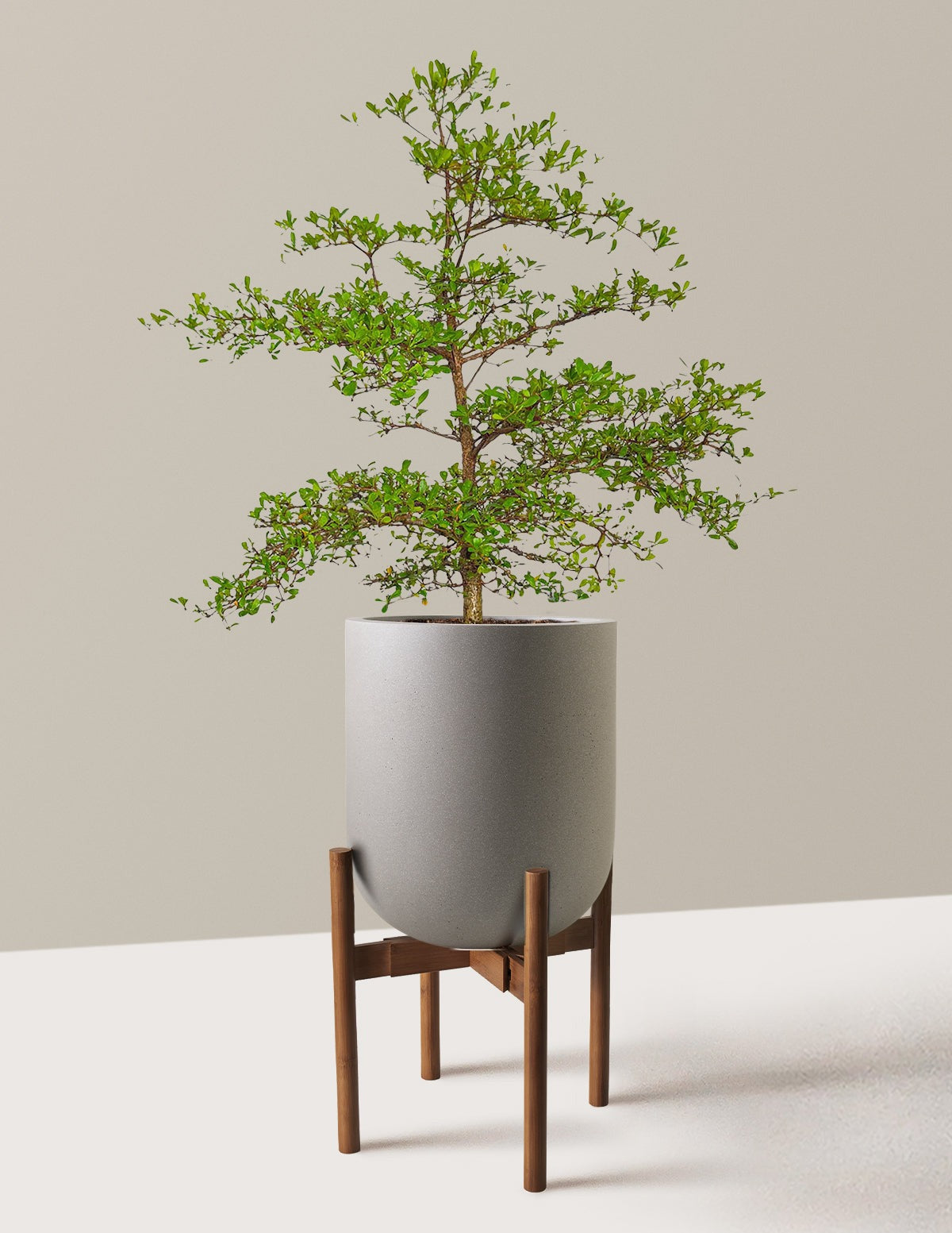 Black Olive Tree