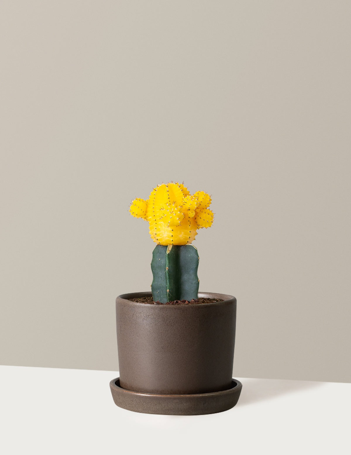 Moon Cactus