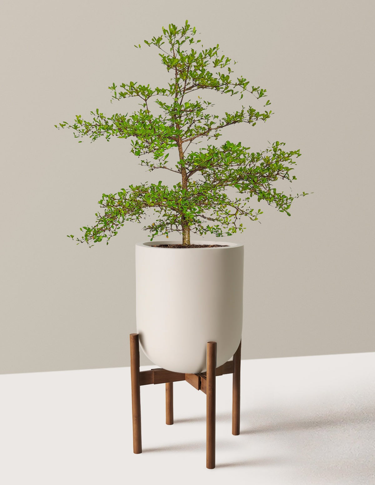 Black Olive Tree