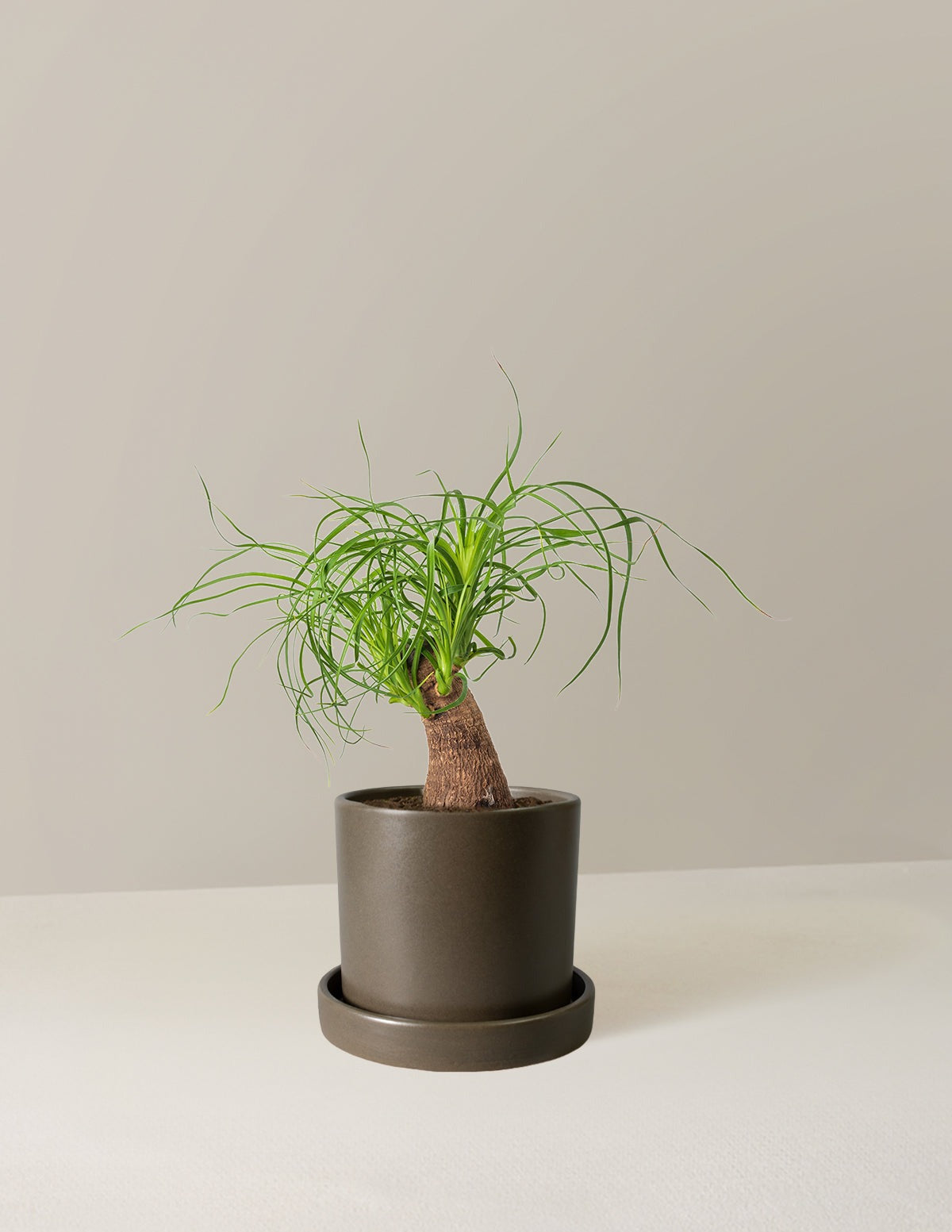 Ponytail Palm