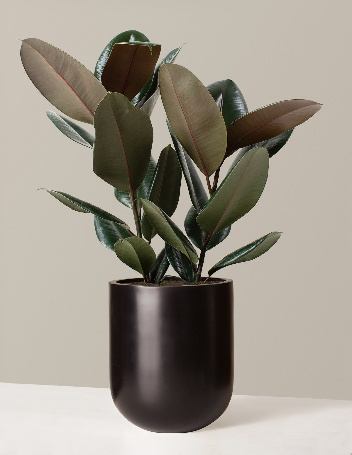 Ficus Burgundy Rubber Plant
