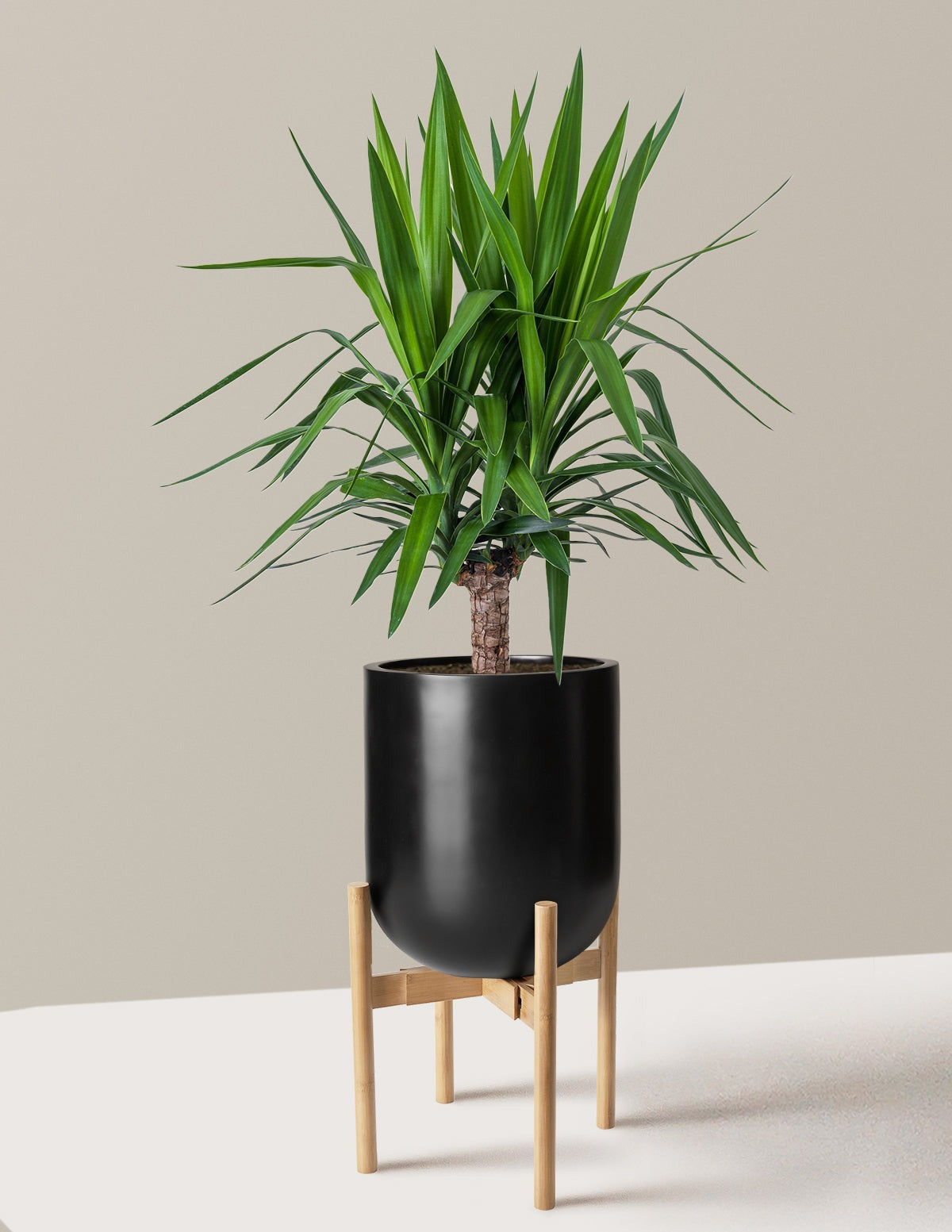 Yucca Plant Single Stem
