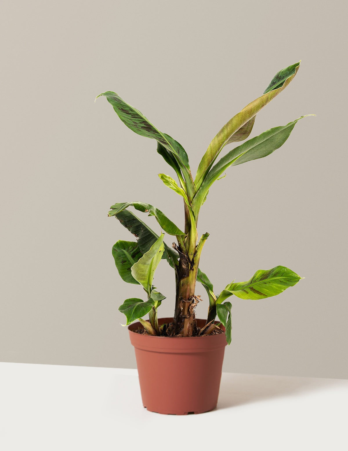 Dwarf Cavendish Banana Tree