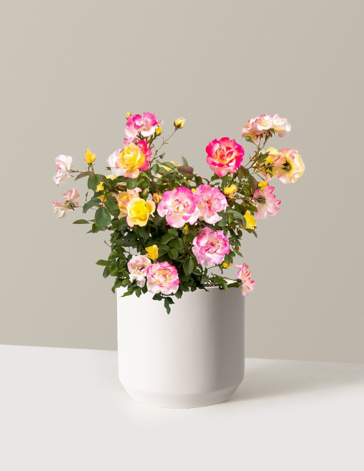 Gumball GoodyTM Rose