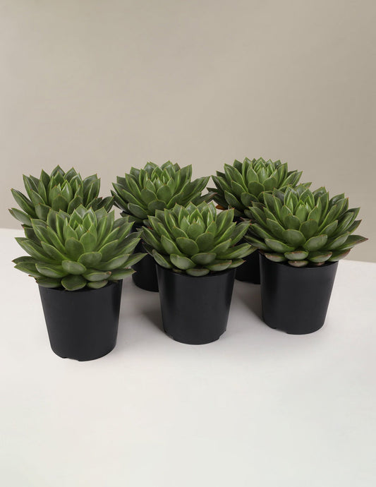 Echeveria Party Pack