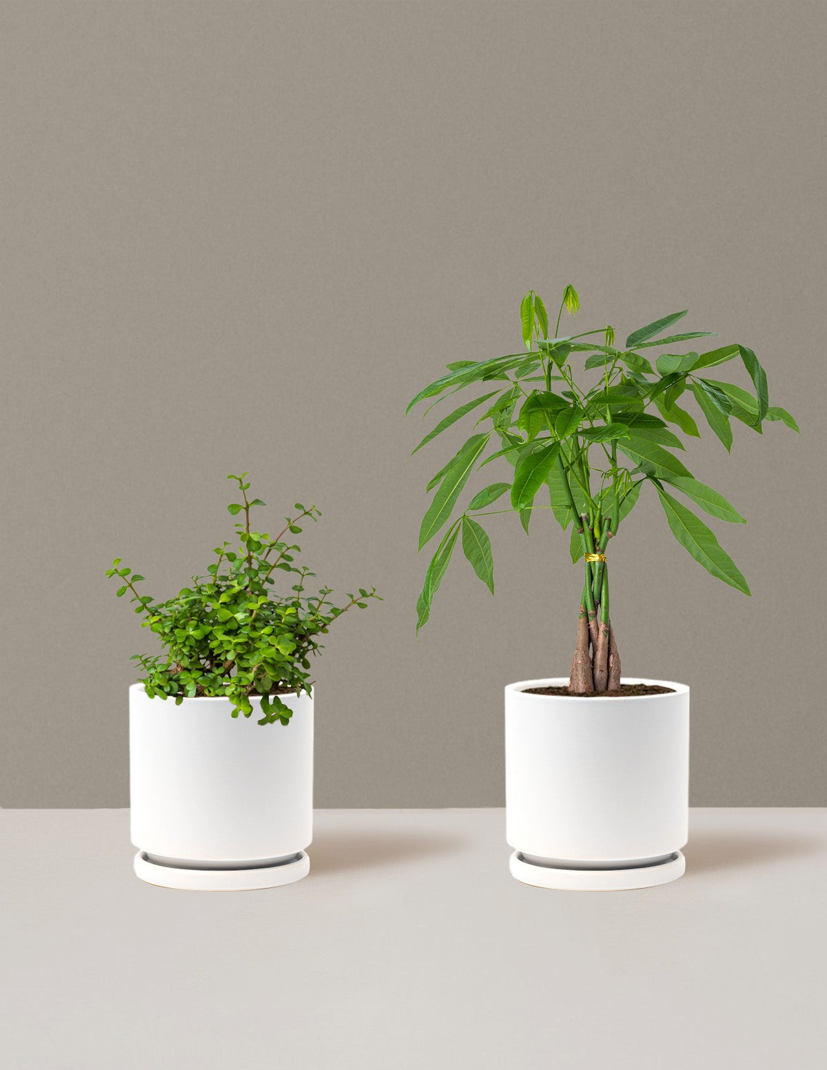 Prosperity Duo