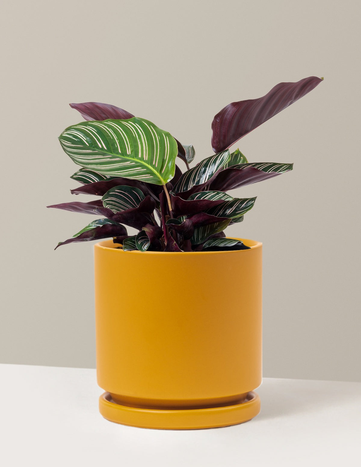 Calathea Pinstripe