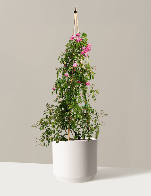 Peggy Martin Climbing Rose