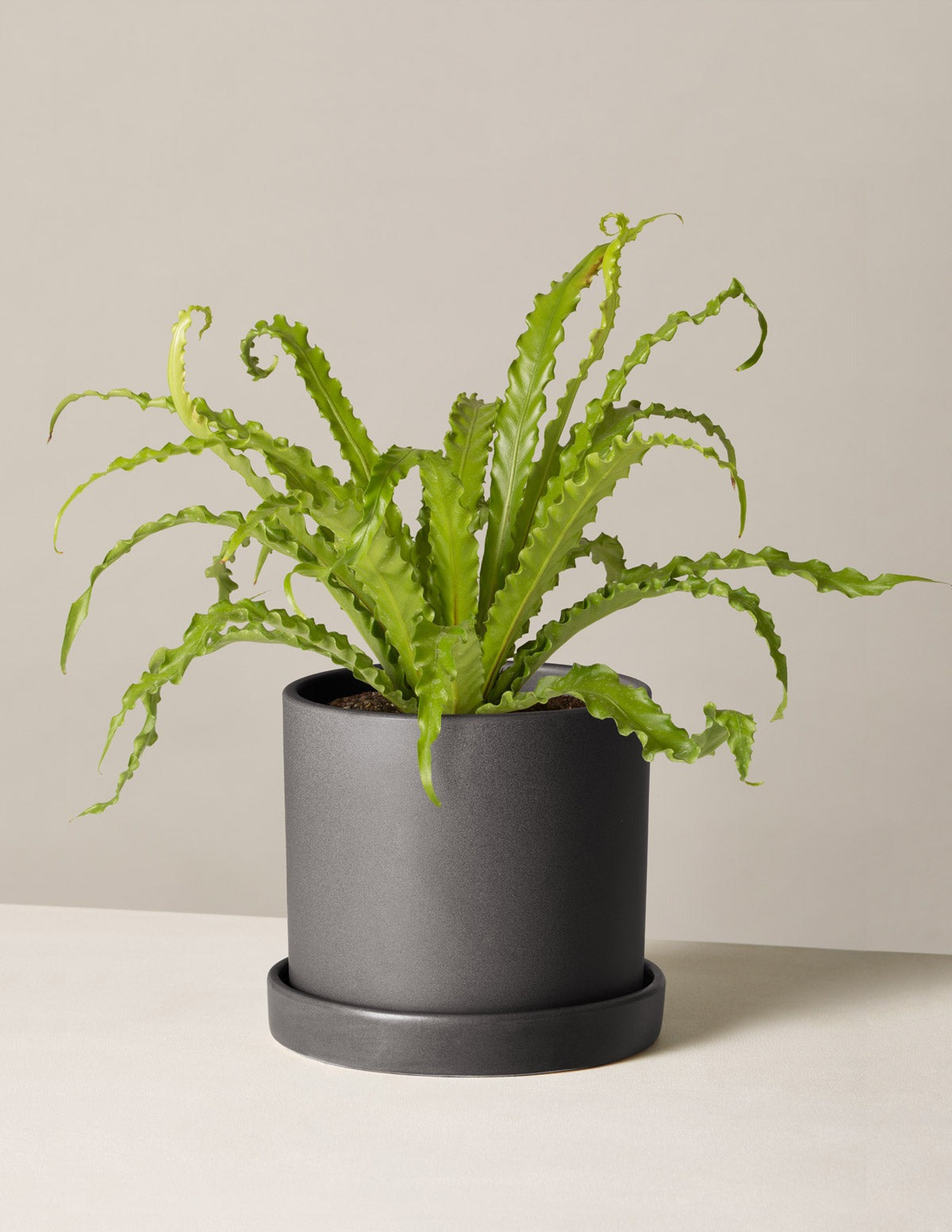 Bird's Nest Fern